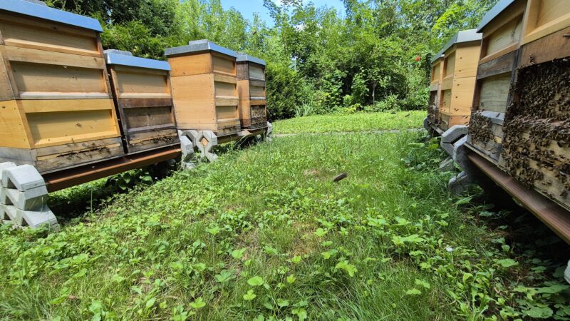 Hobbyimkerei Dennis Schmitt