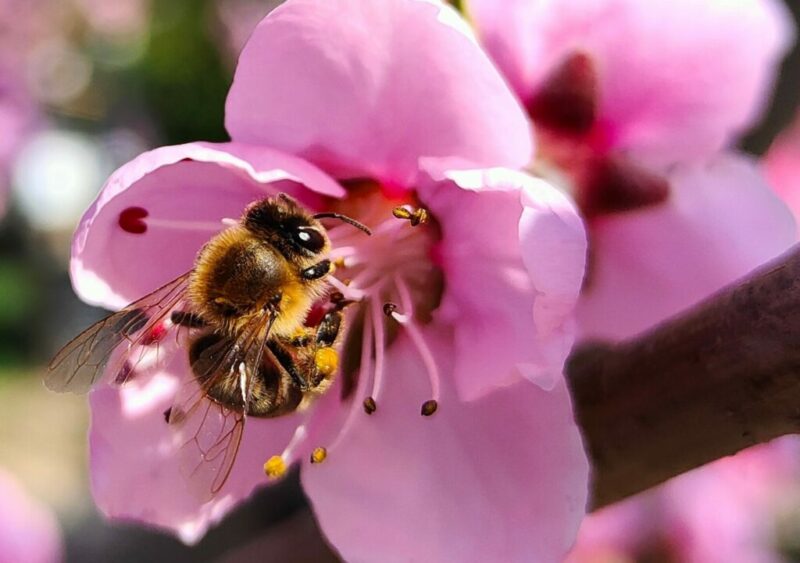 Windschatten Imkerei