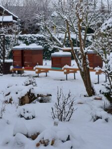 Hobbyimkerei Stefan Vonderschmitt