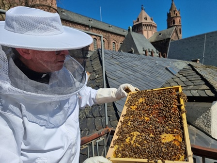 Wormser Dombienen - Pröpstliche Imkerei