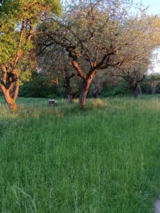 Rheinauen-Imker Klaus Berbner