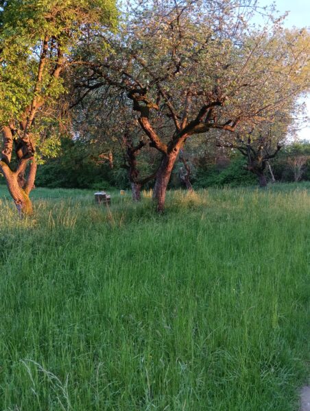 Rheinauen-Imker Klaus Berbner