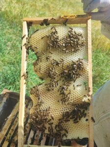 Bretzenheimer Gartengold