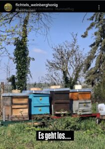 Fichtels Weinberghonig