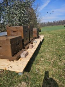 Hobbyimkerei mit Plan