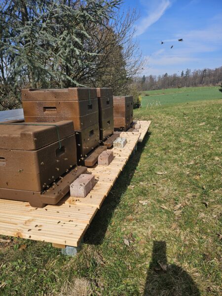 Hobbyimkerei mit Plan