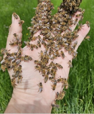 Honig aus Niederbayern