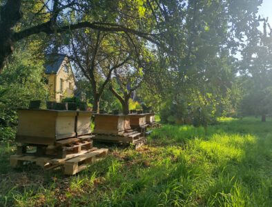 hefes bienenwelt