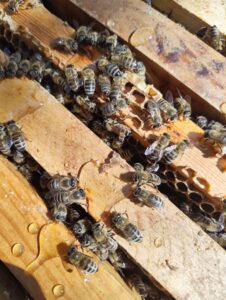 Bochumer Stadtimkerei