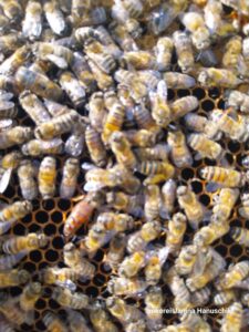 Imkerei Janina Hanuschik