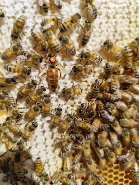 Imkerei Michael Barnikol-Veit