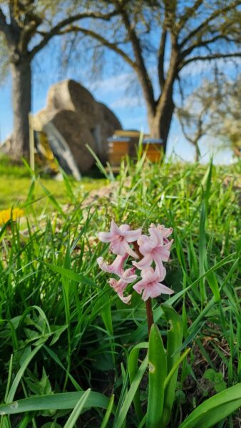 Röttbacher Honigstube