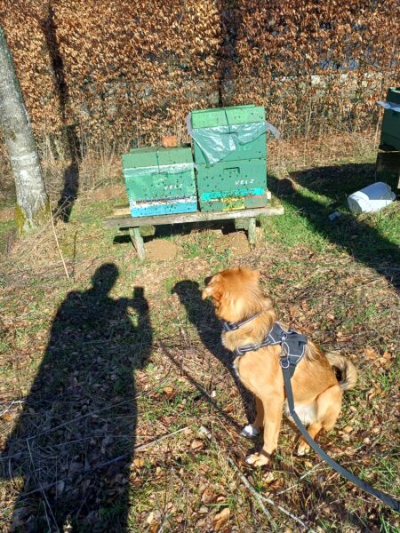 Honig vom Rocherather Eselchen