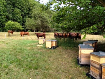 Imkerei Michael Barnikol-Veit