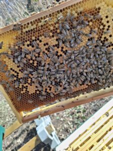 Imkerei Christian Schade