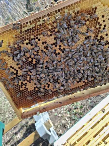 Imkerei Christian Schade