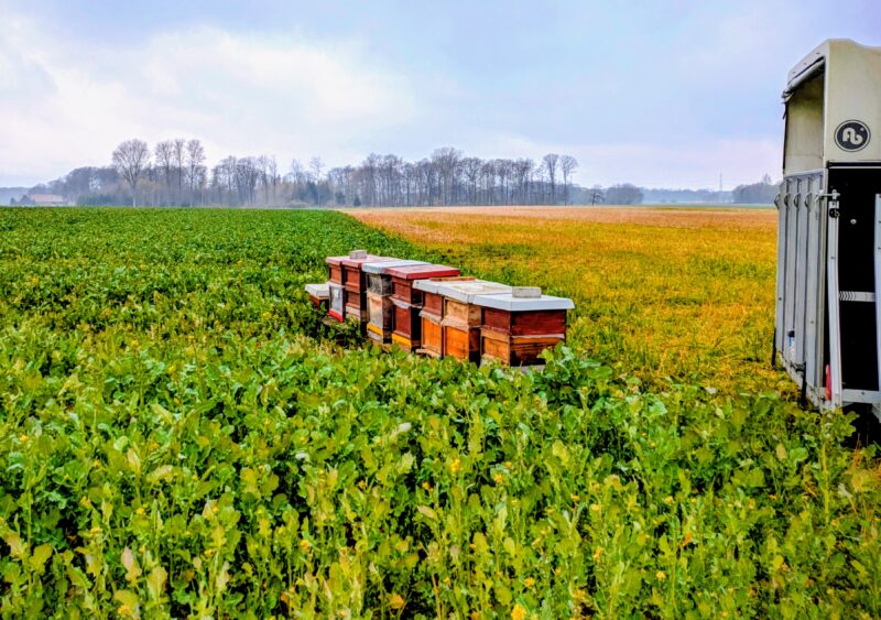 Schulze Beikel's Beikelorthonig