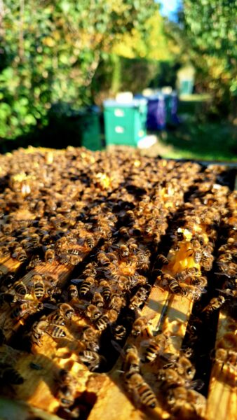 Hobbyimkerin Yvonne Krüger