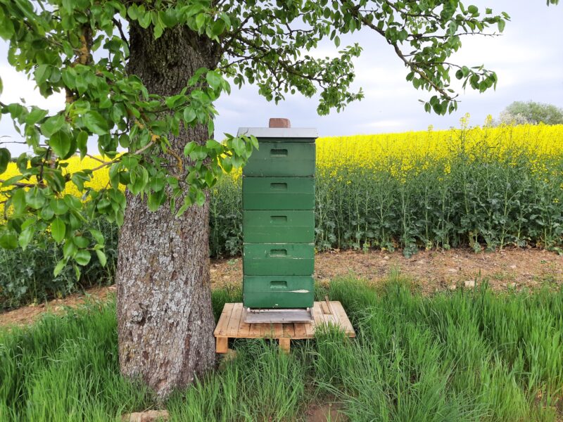 Imkerei Fuchsbau Matzen