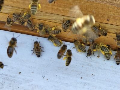 Imkerei Drei Gleichen Blick Marcel Friedrich