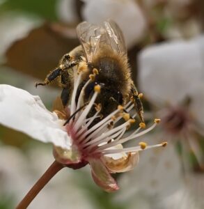 Imker Josef Schadenfroh