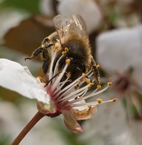 Imker Josef Schadenfroh