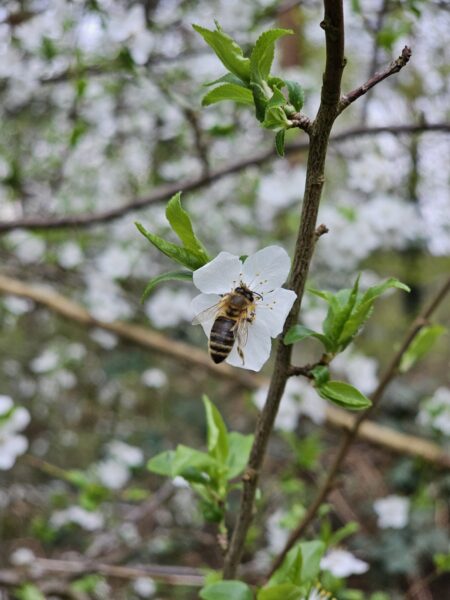 Hobbyimker Theuermeister