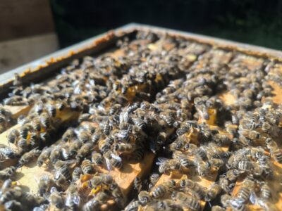 Familienimkerei Puchalski