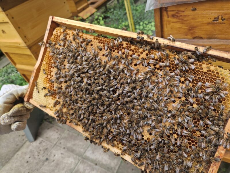 Staatliche Münzen Baden-Württemberg