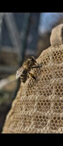 Bee's Imkerei / Familie Breuer