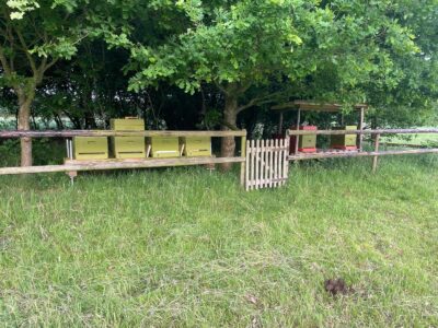 Bienenhonig vom Buchenhof