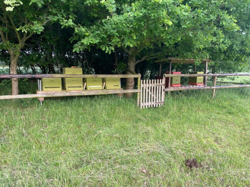 Bienenhonig vom Buchenhof