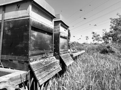 Hühnerglück und Honigtopf