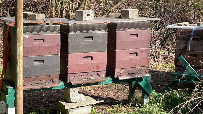 Imkerei Alexandra & Jan-Erik Jung