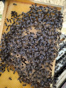 Hobbyimkerei Lehmann