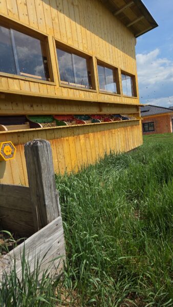 Frischecker Wabengold