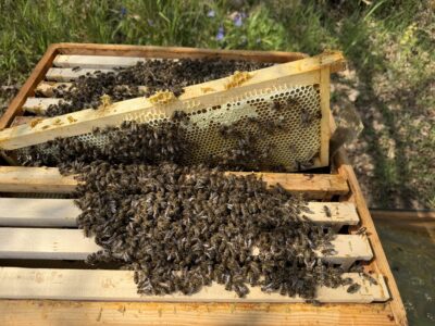 Biene macht Honig / Fa. Engel