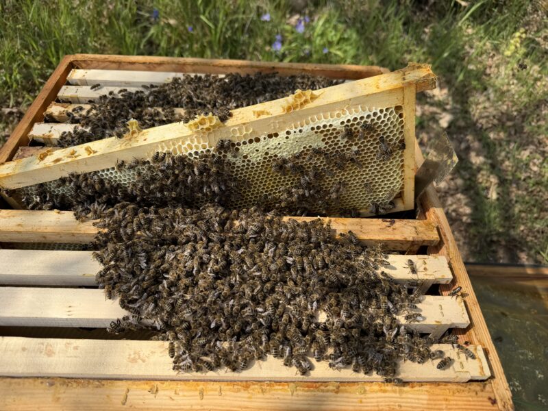 Biene macht Honig / Fa. Engel