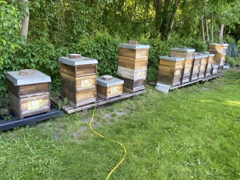 Imkerei Hübsch