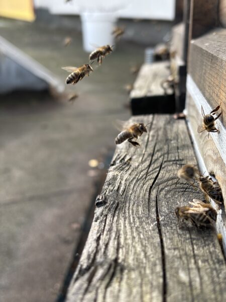 Imkerei Schmidt&Cordes