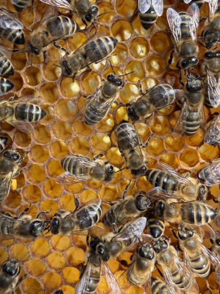 Hobbyimkerei Deister