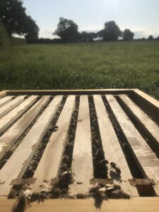 Imkerei Tobias Vitten