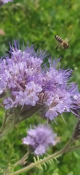 Imkerei Müller's Honig Wespen und Hornissenberater