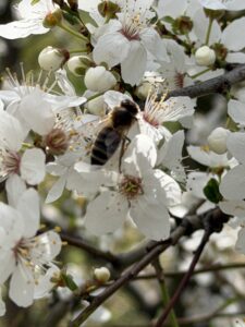 Bienenglück und Honigliebe Lindner