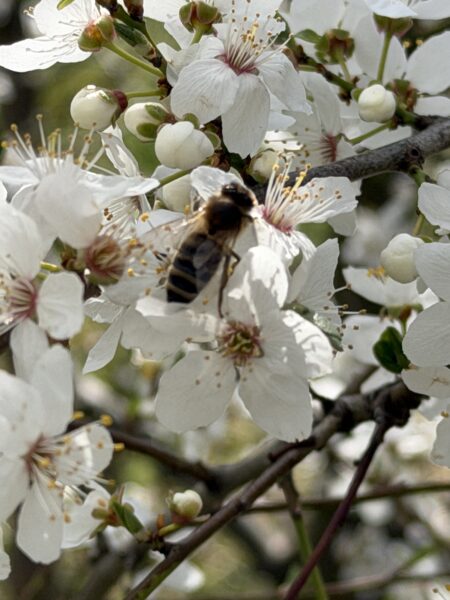 Bienenglück und Honigliebe Lindner