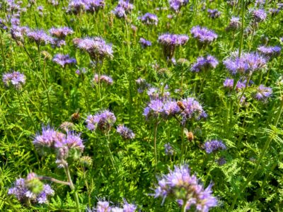 Honey Dudes Mingerode