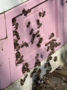 Imkerei Finkenstädt