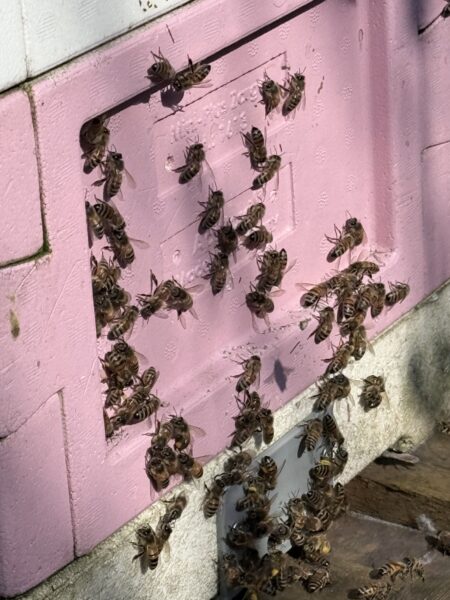 Imkerei Finkenstädt