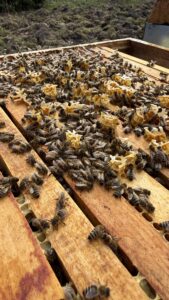 Hobbyimkerei Bienenstoff