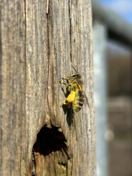 Bienen-Elli